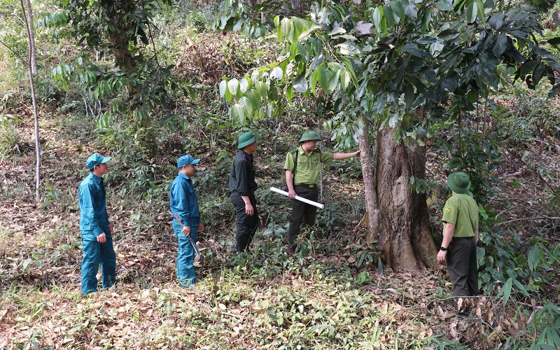 Kiểm lâm Sơn Động: Chủ động ứng phó, nâng cao hiệu quả quản lý, bảo vệ và phát triển rừng