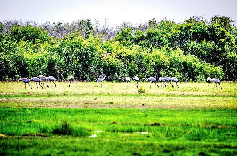Tìm giải pháp phát triển bền vững cho “vùng đất ngập nước nguyên thủy” lớn nhất ĐBSCL