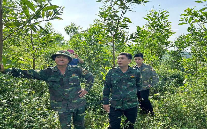 Lâm trường Lục Ngạn: Đổi thay từ chuyển đổi mô hình