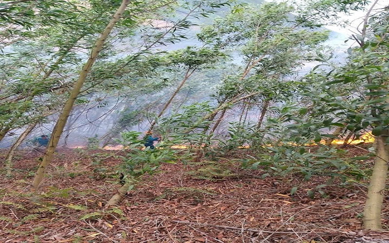 Kiểm lâm Sơn Động: Chủ động ứng phó, nâng cao hiệu quả quản lý, bảo vệ và phát triển rừng
