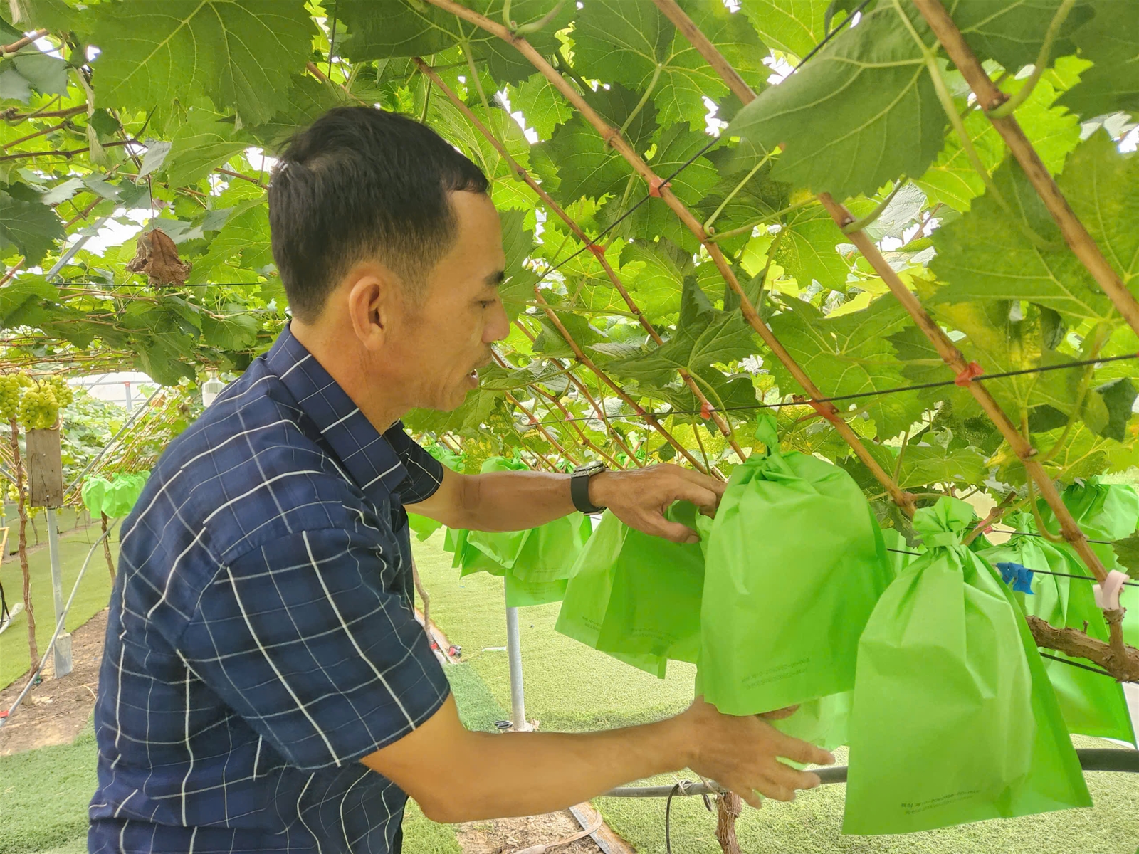 Nghệ An: Nông nghiệp phát triển bền vững và nâng cao sức cạnh tranh