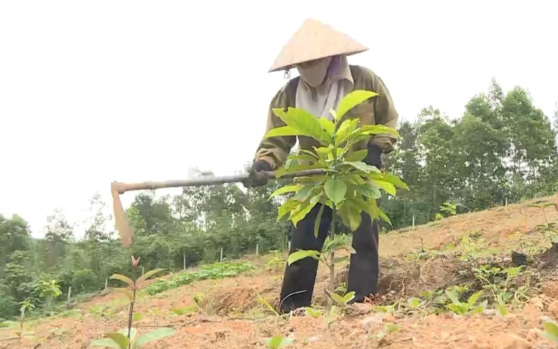 Quảng Ninh: Nhiều kết quả nổi bật trong bảo vệ rừng và phát triển lâm nghiệp bền vững