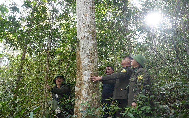 Kiểm lâm Sa Pa - Quản lý và phát triển rừng gắn với sinh kế người dân
