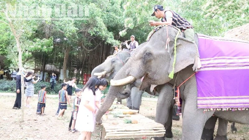 Đắk Lắk ban hành kế hoạch hành động quốc gia bảo tồn đàn voi trên địa bàn