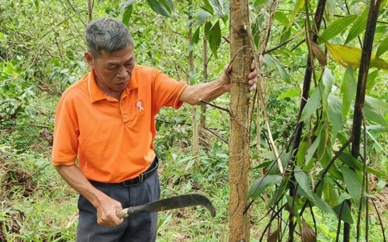 Bài cuối: Từ nền móng vững chắc đến kỳ vọng phát triển lâm nghiệp hiện đại, bền vững