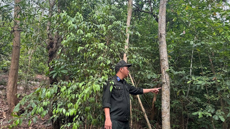 Gỡ khó trong thực thi chính sách bảo vệ rừng