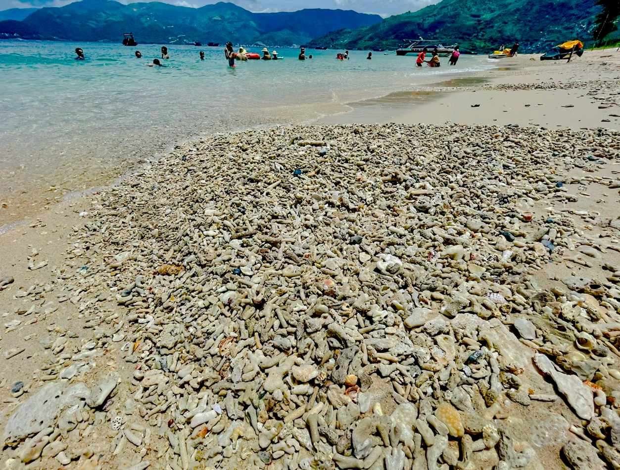 Xác san hô phủ dày ven biển Phú Yên