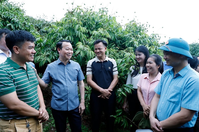 Vải thiều Bắc Giang vào vụ: Bộ trưởng mong 'bứt phá' xuất khẩu