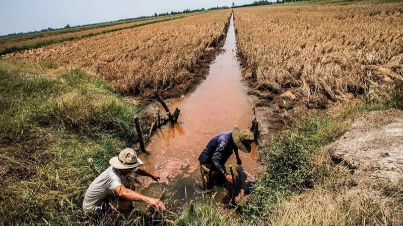 Năm 2025, xâm nhập mặn tại đồng bằng sông Cửu Long cao hơn trung bình nhiều năm