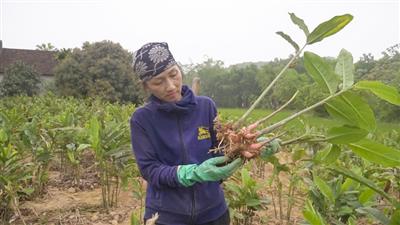 Hướng đi bền vững từ chuyển đổi cây trồng kém hiệu quả