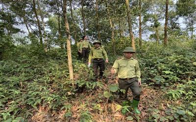 Kiểm lâm Đoan Hùng chủ động triển khai công tác bảo vệ và phát triển rừng bền vững