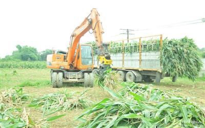 Kinh tế tuần hoàn: Khi phụ phẩm nông nghiệp “bán ra tiền”