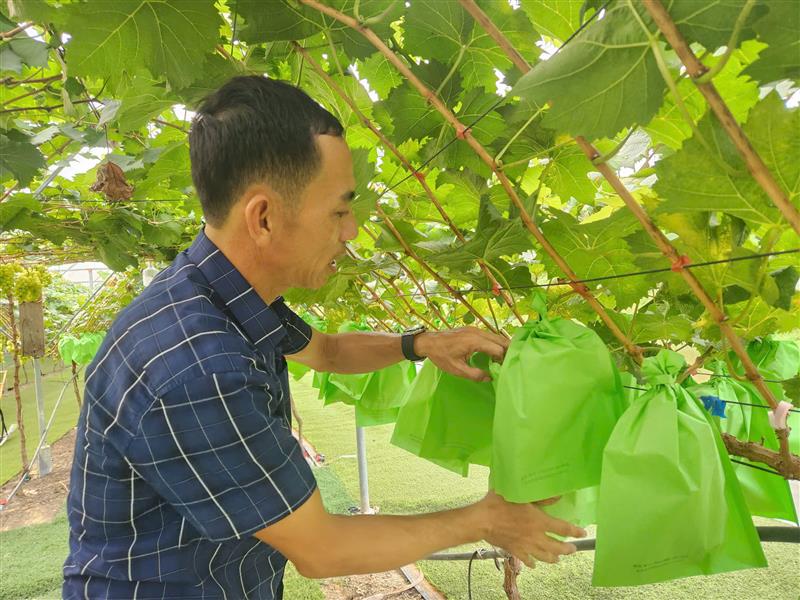 Nghệ An: Nông nghiệp phát triển bền vững và nâng cao sức cạnh tranh