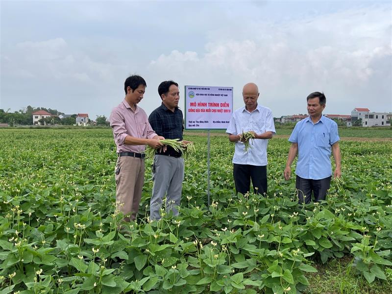Triển vọng từ giống đậu đũa ngồi chịu nhiệt