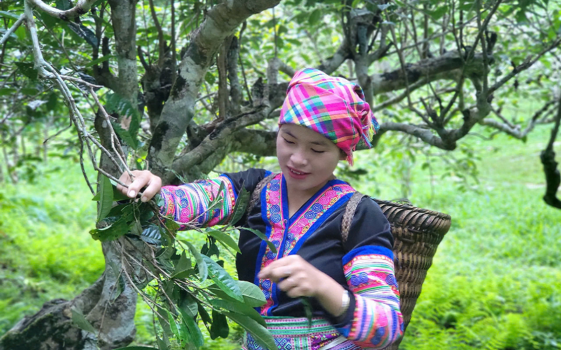 Vẻ đẹp huyền thoại của vườn chè Shan tuyết cổ thụ Suối Giàng
