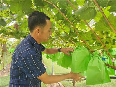 Nghệ An: Nông nghiệp phát triển bền vững và nâng cao sức cạnh tranh