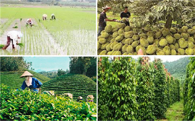 Thời tiết diễn biến bất thường, ngành trồng trọt vẫn trụ vững nhờ chủ động và đổi mới