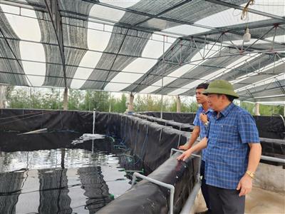 Nuôi tôm công nghệ 3 giai đoạn: Giải pháp nâng cao năng suất và chất lượng