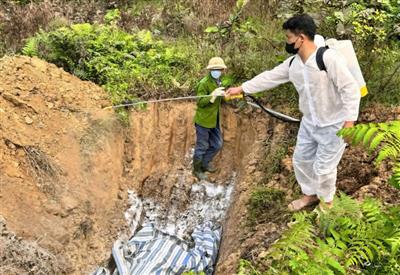 Nghệ An: Chung tay phòng chống dịch tả lợn Châu Phi