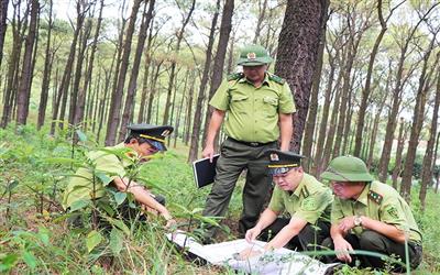 Quảng Ninh: Nhiều kết quả nổi bật trong bảo vệ rừng và phát triển lâm nghiệp bền vững