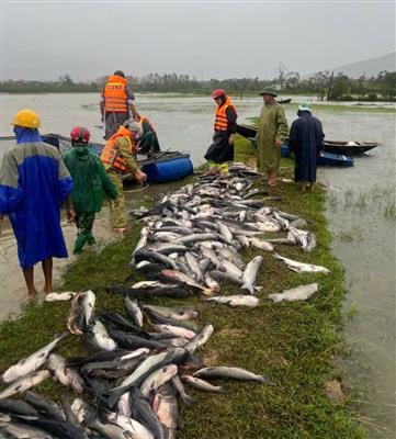 Thiệt hại nặng nề sau bão số 10 Hà Tĩnh lên phương án khắc phục
