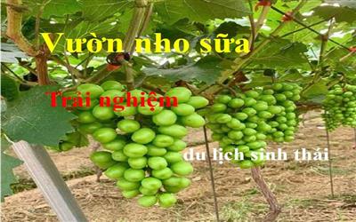 Hà Nội: Trồng nho sữa kết hợp với du lịch trải nghiệm